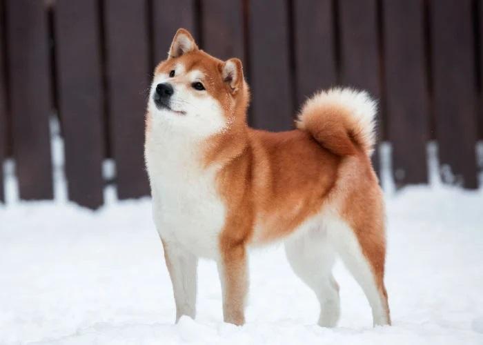 Dog Respiratory Illness