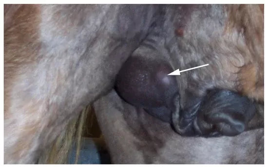 Varicocele in Dogs' Scrotoum