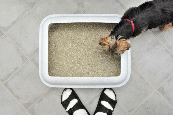 What Happens If A Dog Eats Cat Litter