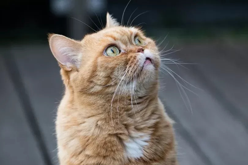 The World of Down Syndrome Cats