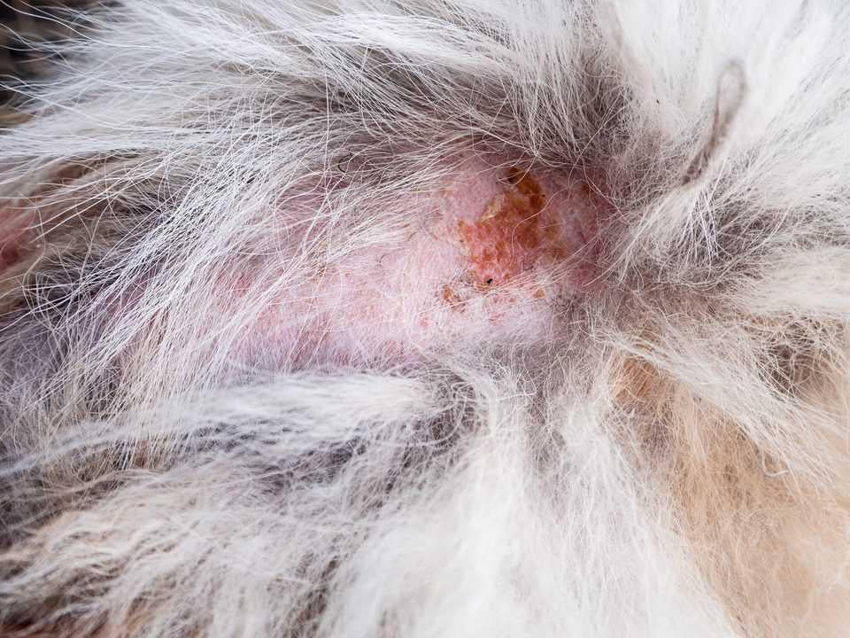 Bacterial Skin Infections in Dogs