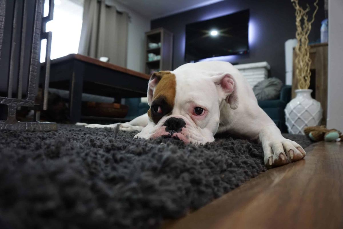 What to Feed A Dog with Acid Reflux