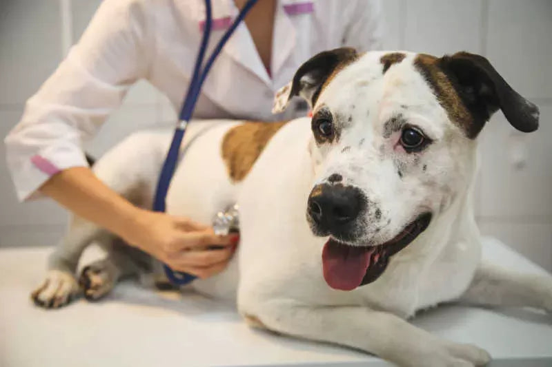 Enalapril Maleate for Dogs: An Effective Treatment for Canine Heart Conditions