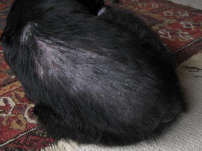 Cat Losing Hair on Back: Best Natural Remedies