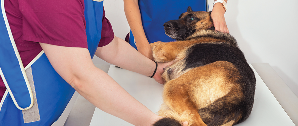 Exploring Canine Adenocarcinoma