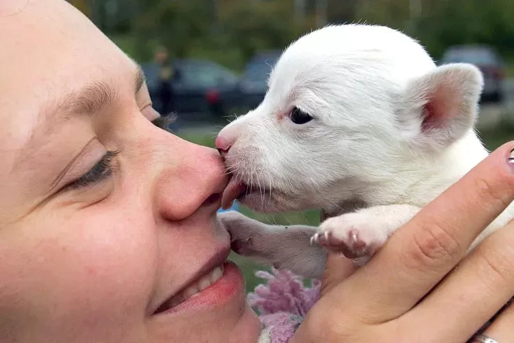 Why Does My Dog Lick My Nose