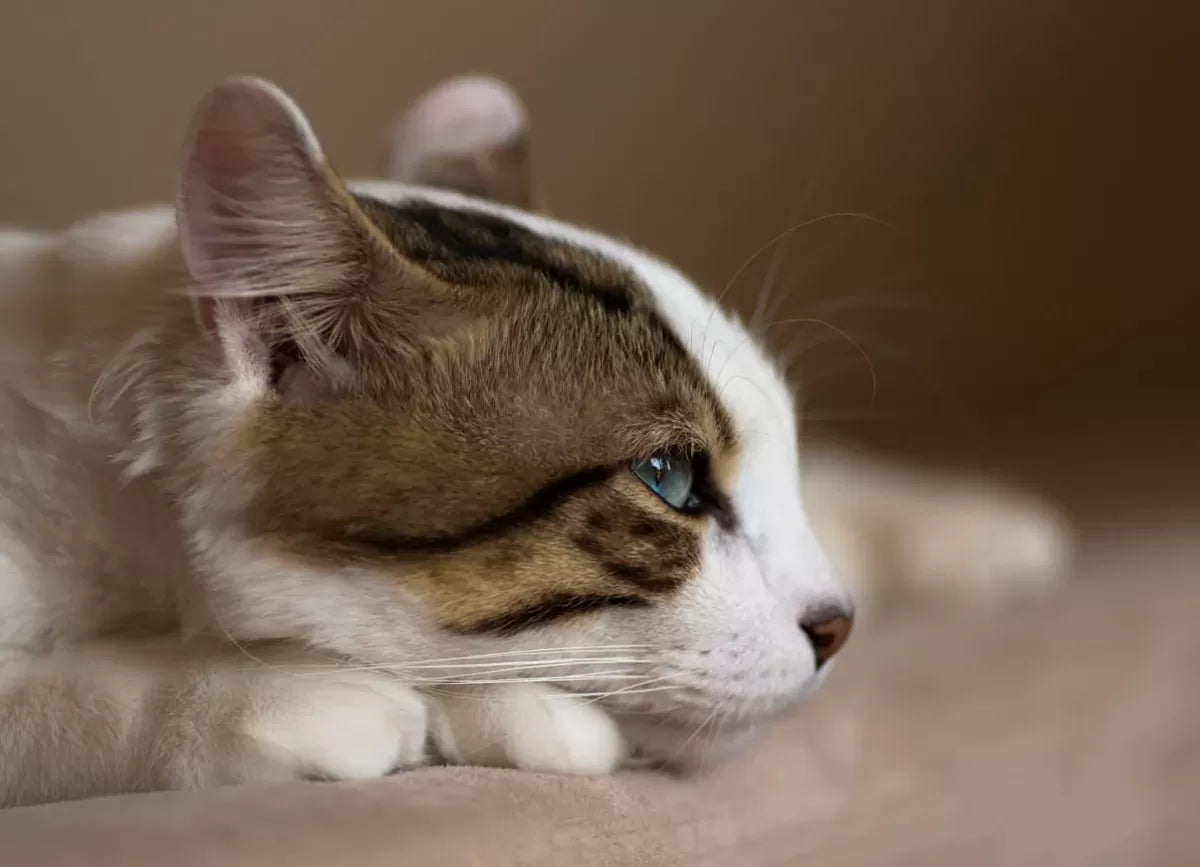 Horner's Disease in Cats​