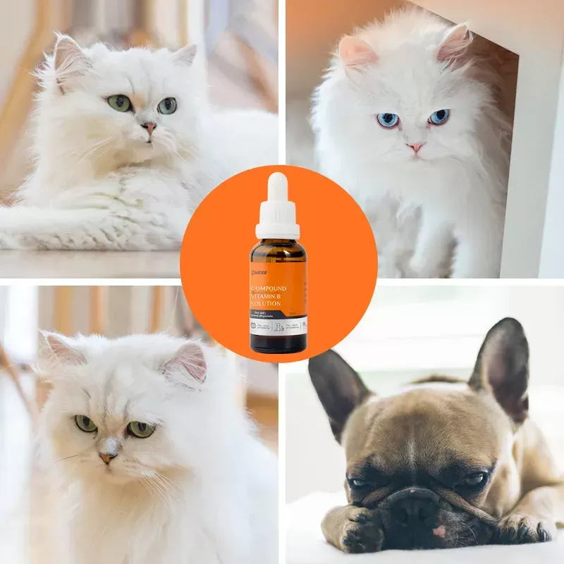 Vitamin B for Dogs: Understand its Importance and Benefits