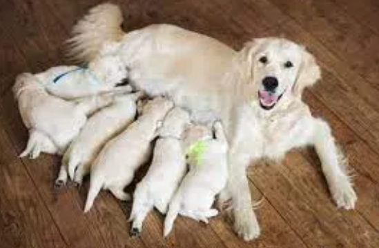 Can Dogs Get STDs (Sexually Transmitted Diseases)
