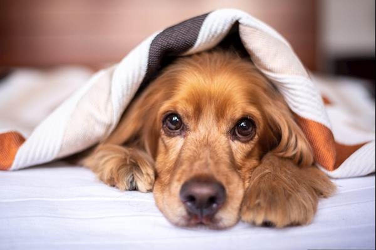 Benign Prostatic Hyperplasia(BPH) in Dogs