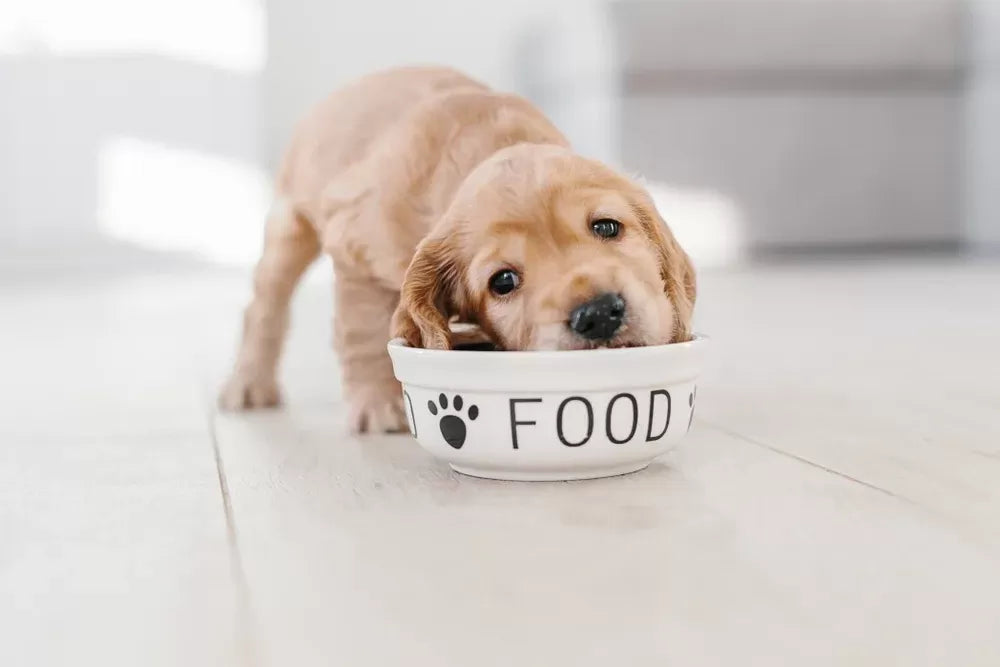Am I Feeding My Dog Enough
