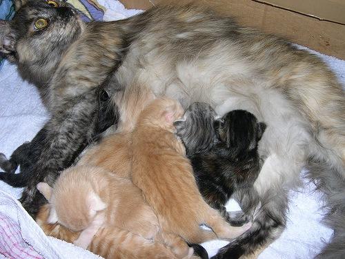 What to Feed A Nursing Cat
