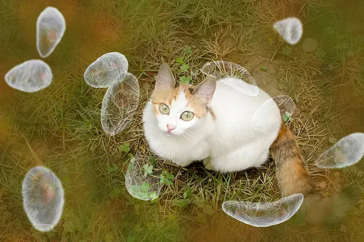 Toxoplasmosis in Cats