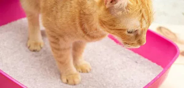 How Can I Treat My Cats UTI At Home