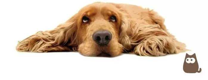 Albendazole (Puainta®) for Dogs