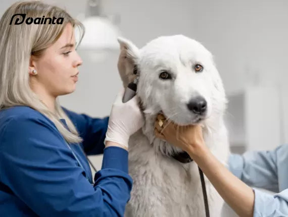 What to Do If Your Dog's Ear is Inflamed?