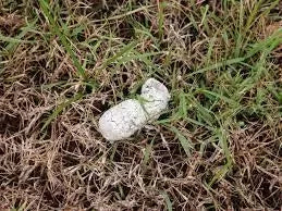 Why Is My Dogs Poop White
