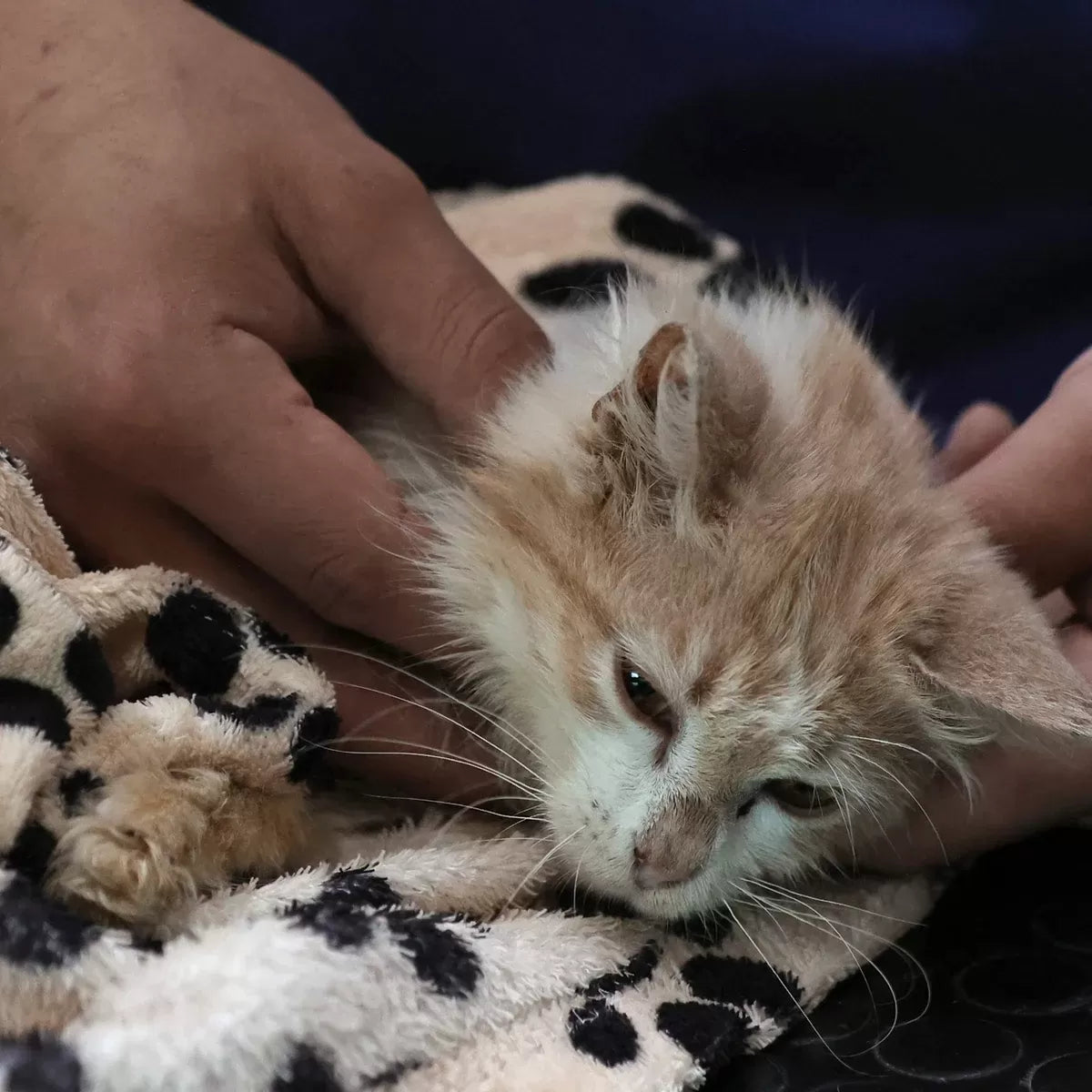 Everything You Need to Know About Feline Coronavirus