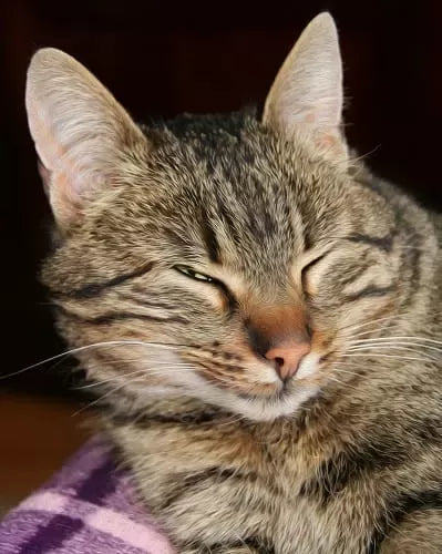 Why Is My Cat Squinting One Eye