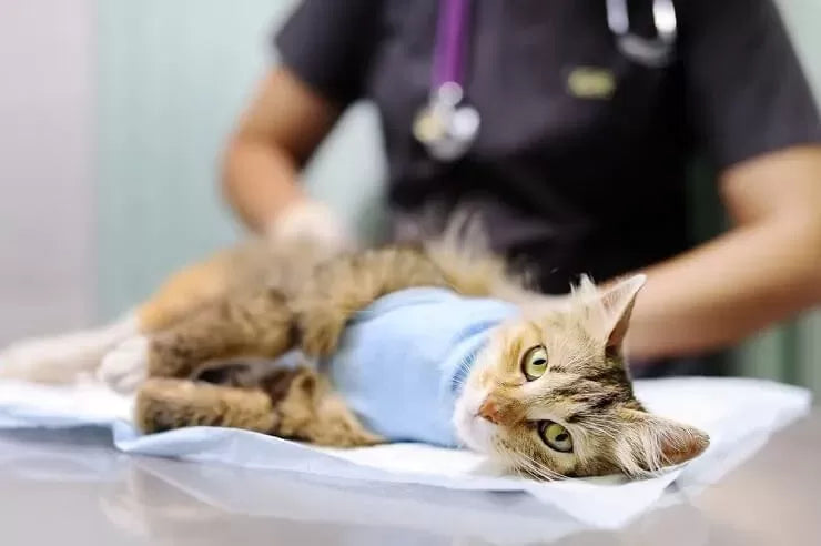 Arthritis in Cats