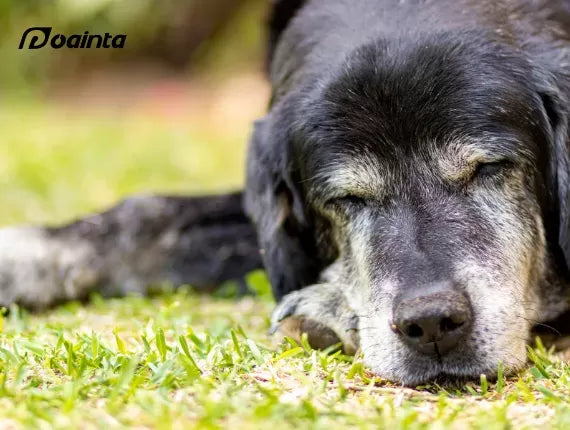 Why does my dog have black spots on its skin?