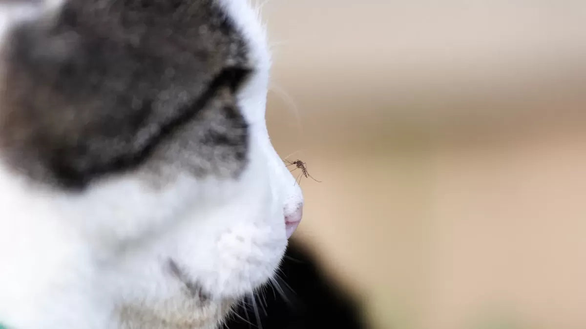 Do Mosquitoes Bite Cats: Exploring the Buzzing Conundrum