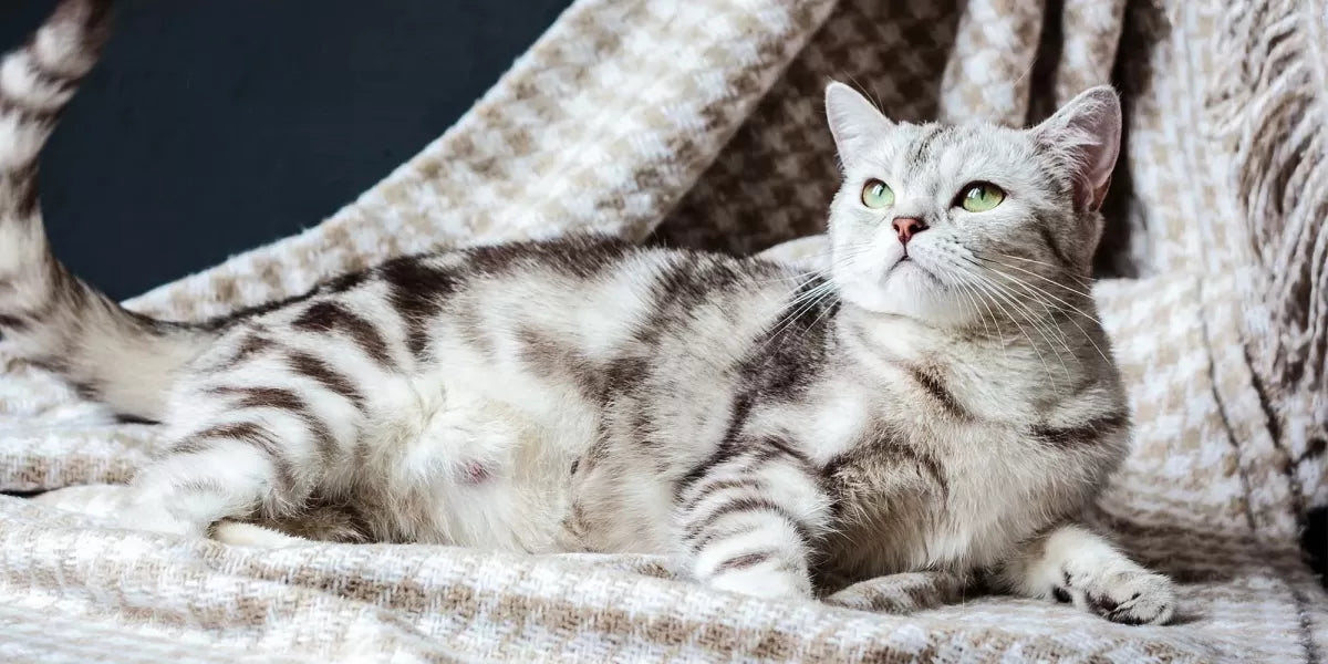 Understanding the Intricacies of Cat Pregnancy