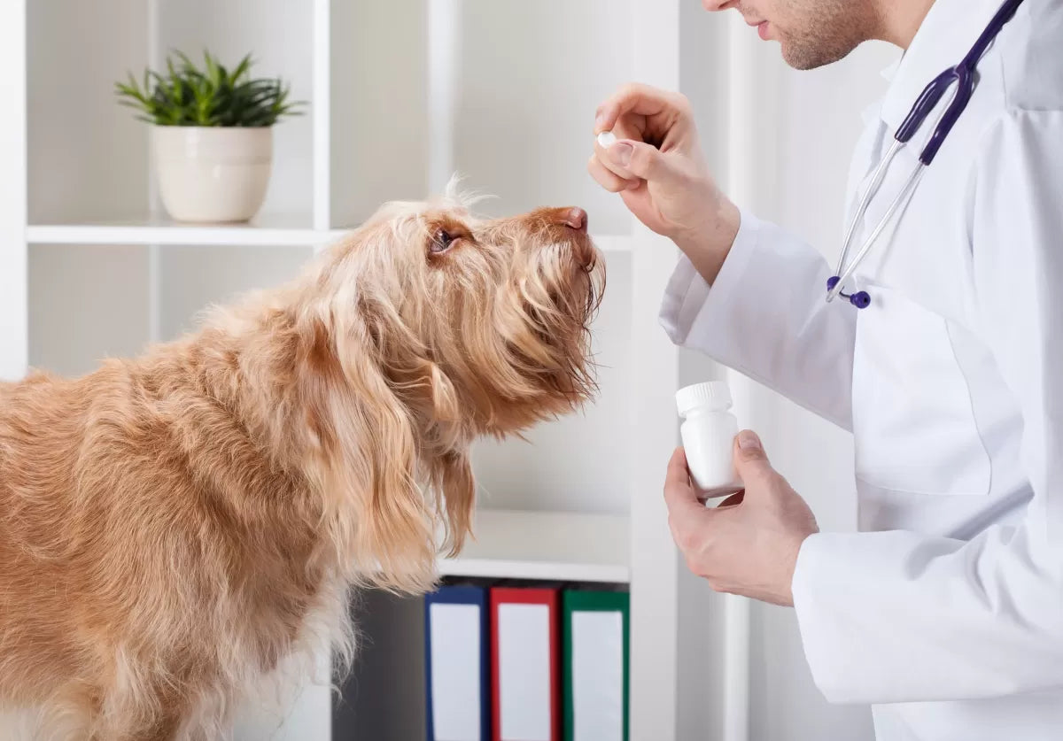 Metronidazole for Dogs