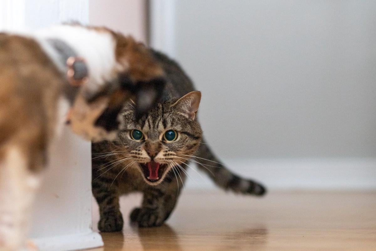 Cat Growling At New Kitten​: Helpful Tips