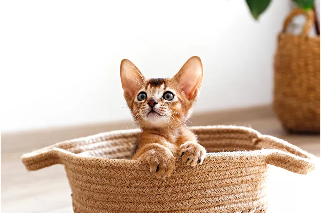 How to Teach A Cat Its Name​