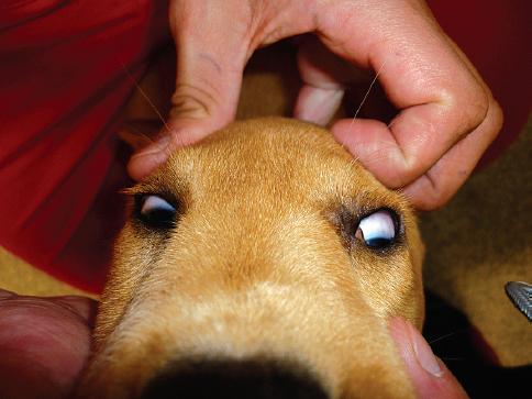 Is Your Dog's Eye Movement Unusual? Possibly Nystagmus
