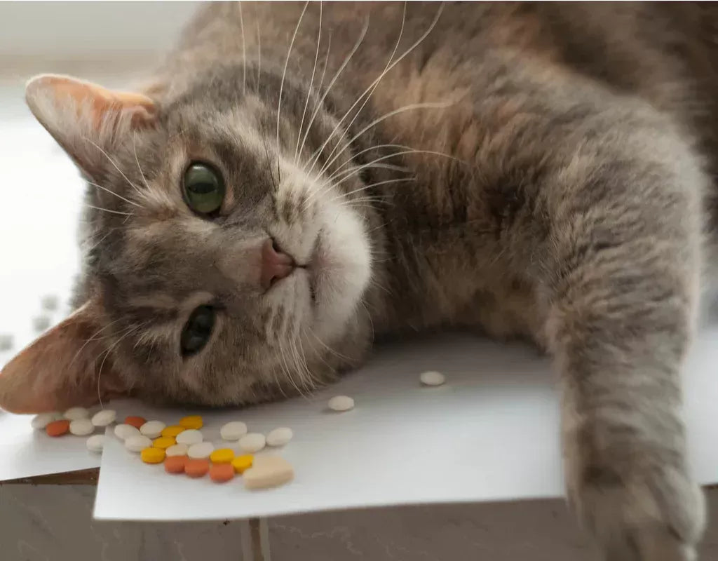 Chlorpheniramine for Cats: Understanding Its Uses and Risks