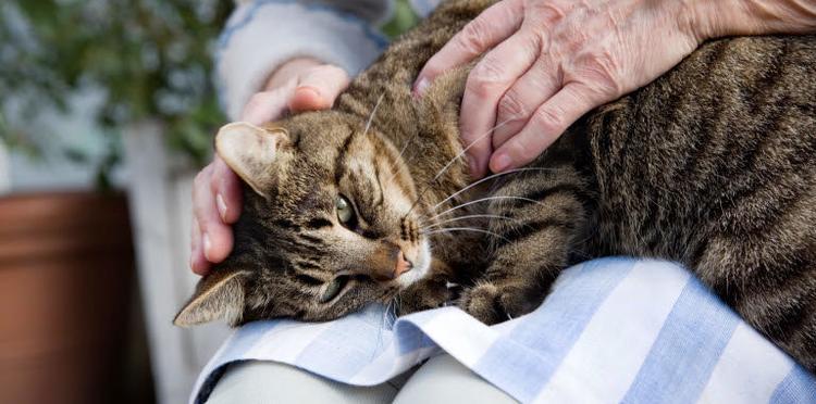 Osteoarthritis in Cats: A Comprehensive Guide