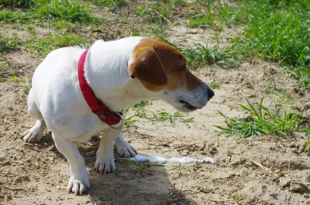 Dog Throwing Up White Foam