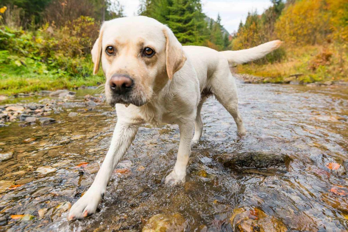 Exploring Canine Flatworms​