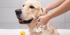 Dog Allergies and Skin Health: Treatments That Go Beyond Just Bathing
