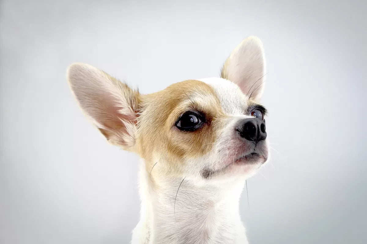 Do Dogs Have Uvulas