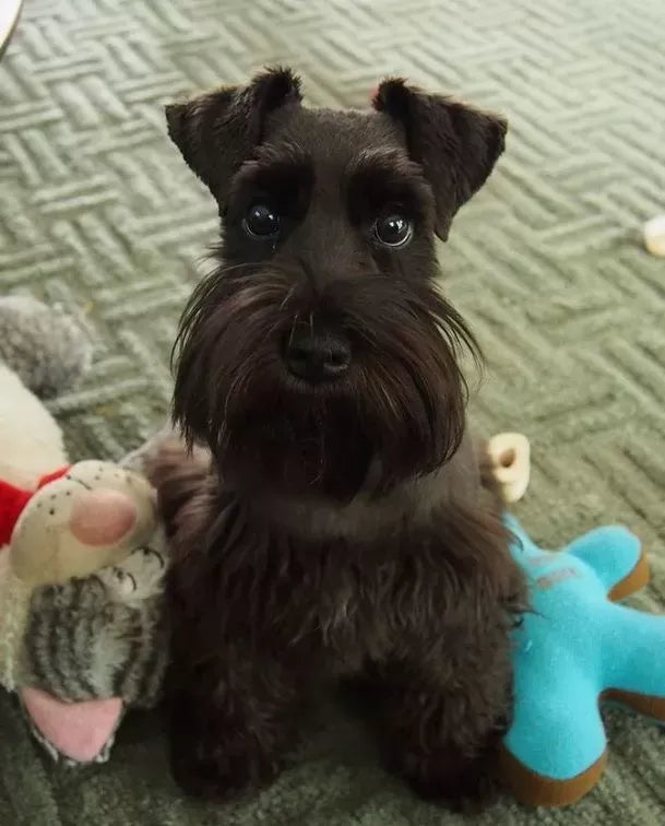 Teacup Schnauzer
