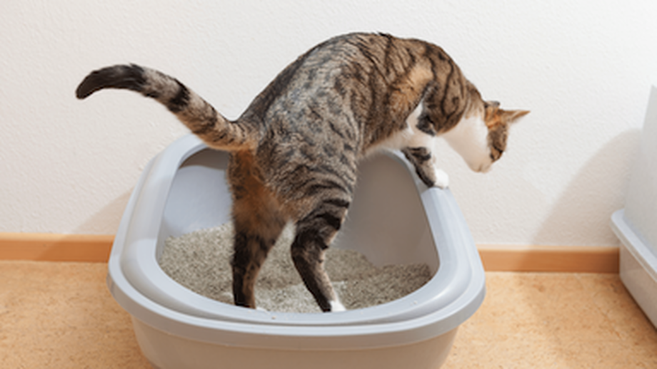 Cat Peeing A Lot: Should I Be Worried