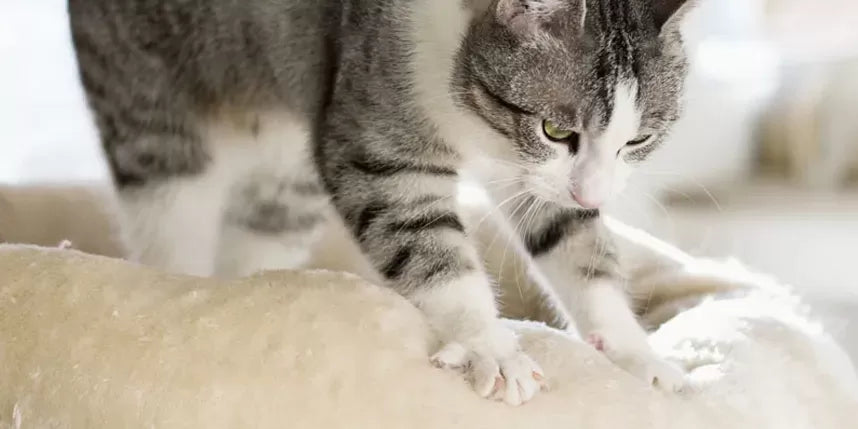 Why Do Cats Make Biscuits
