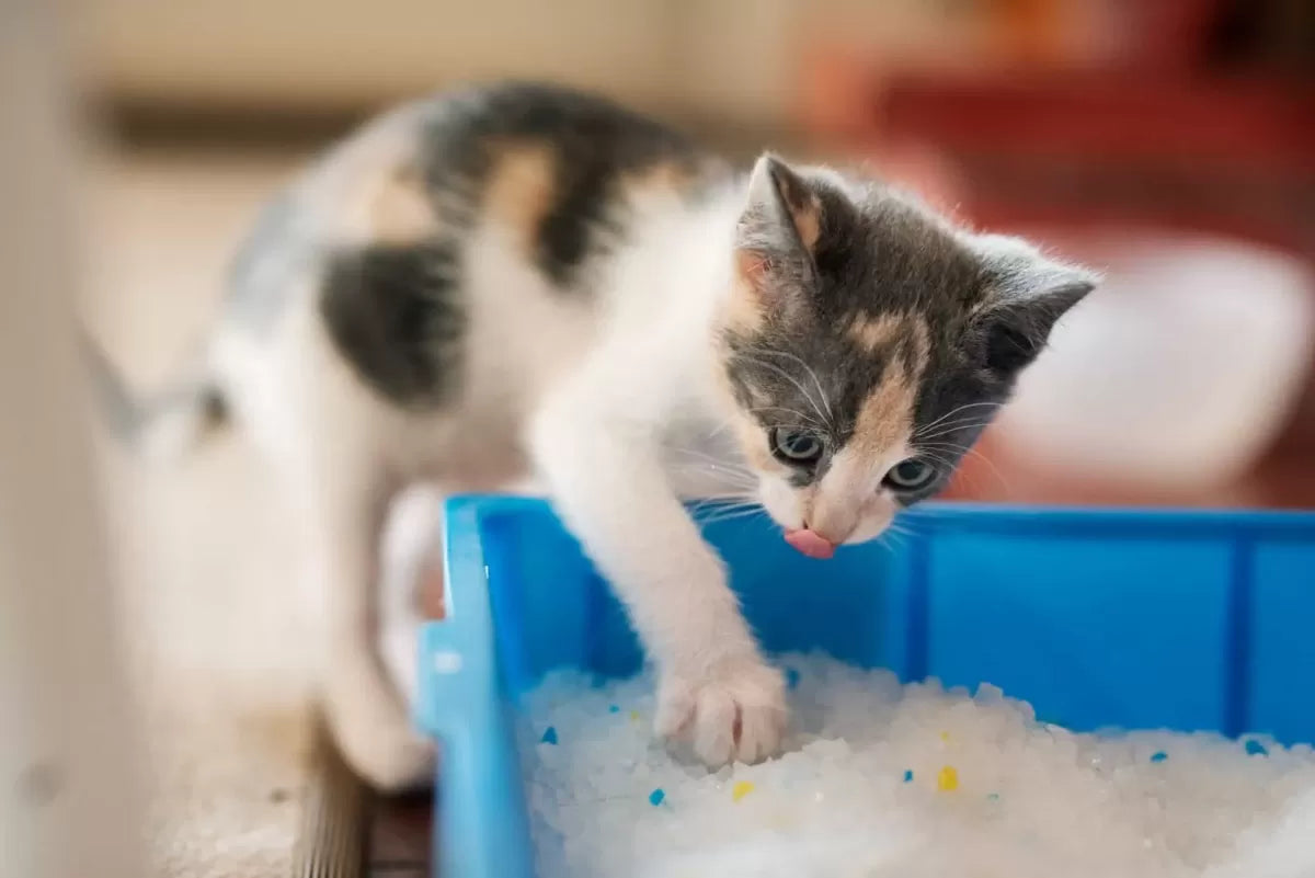 The Ultimate Guide to Cat Litter Boxes: A Feline's Private Paradise