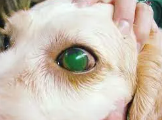 Corneal Ulcers in Dogs
