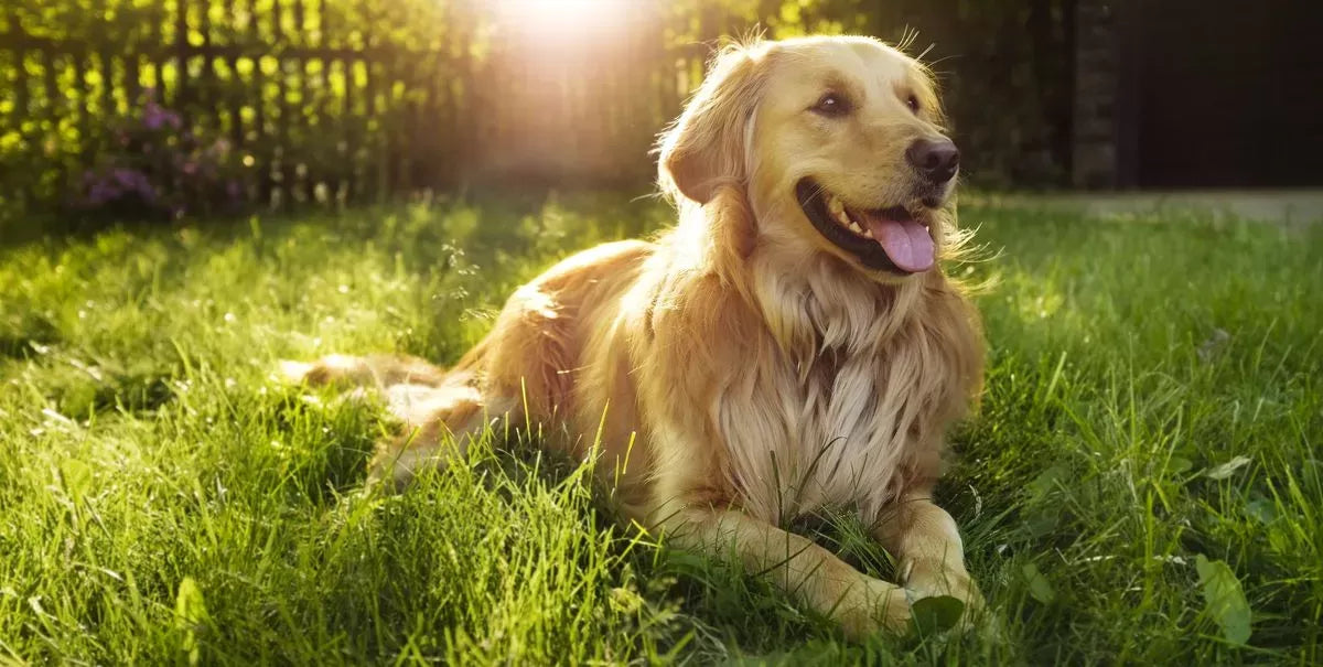 What Does It Mean When A Dog Pees On You?
