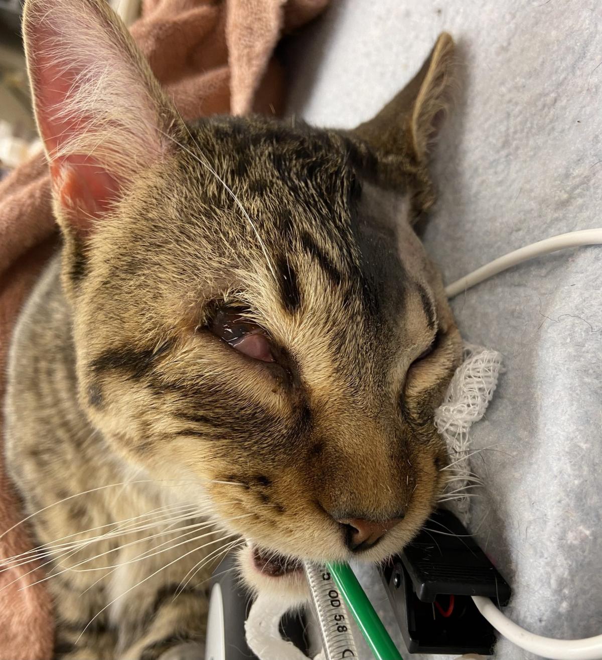 Eyelid Agenesis in Cat