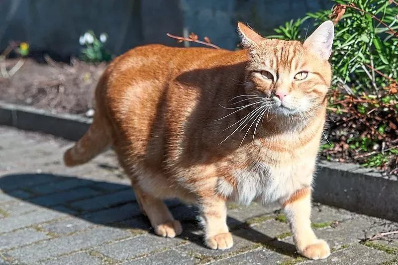 My Cat is As Fat As my Dog: What Should I Do?