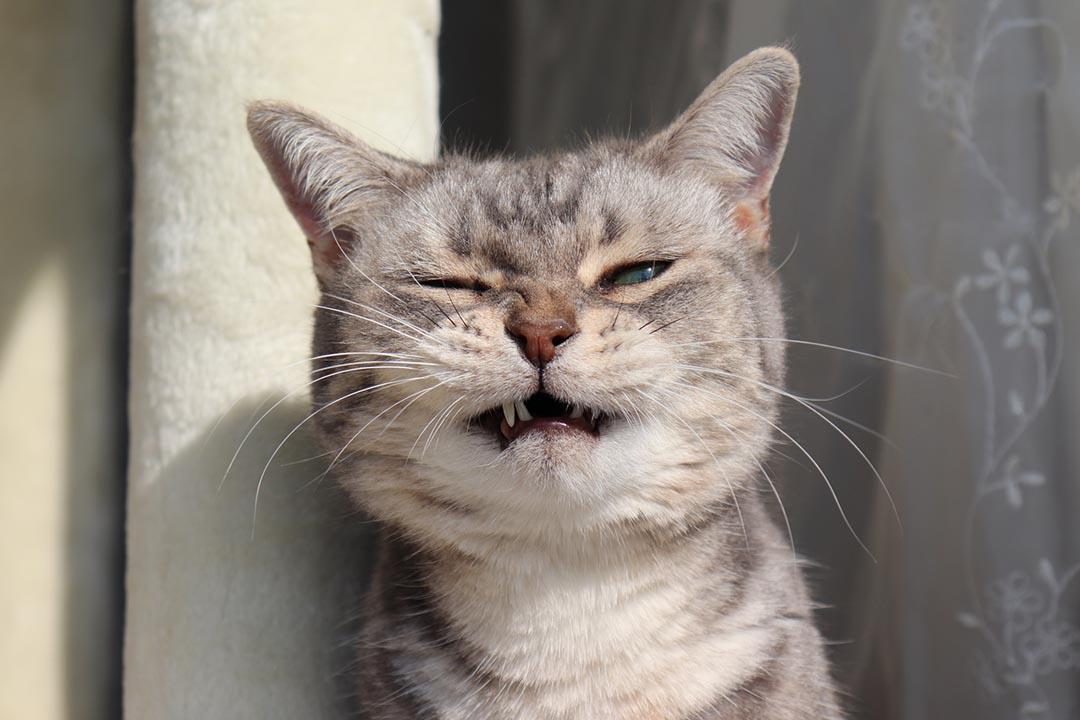 Feline Facial Swelling: Causes, Symptoms, and Treatments