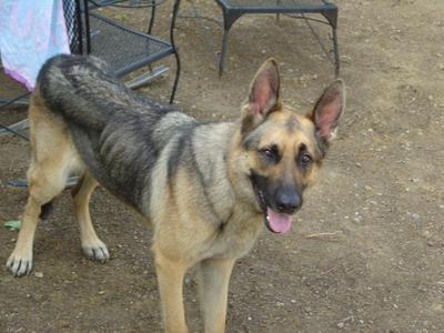 EPI in Dogs