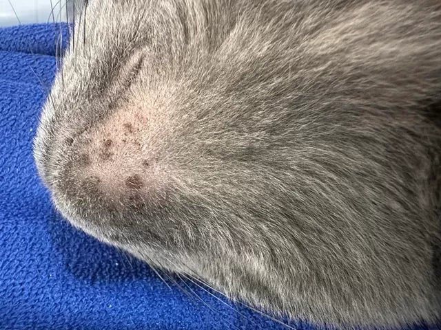 Cat Chin Mites: A Complete Guide