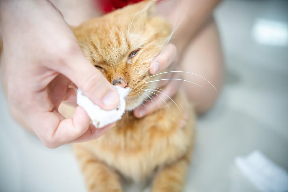 Feline Sinus Cancer​