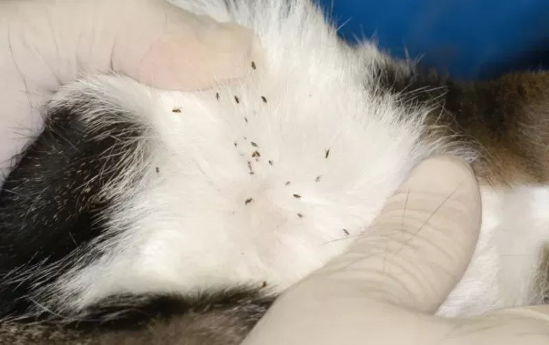 What Do Cat Fleas Look Like